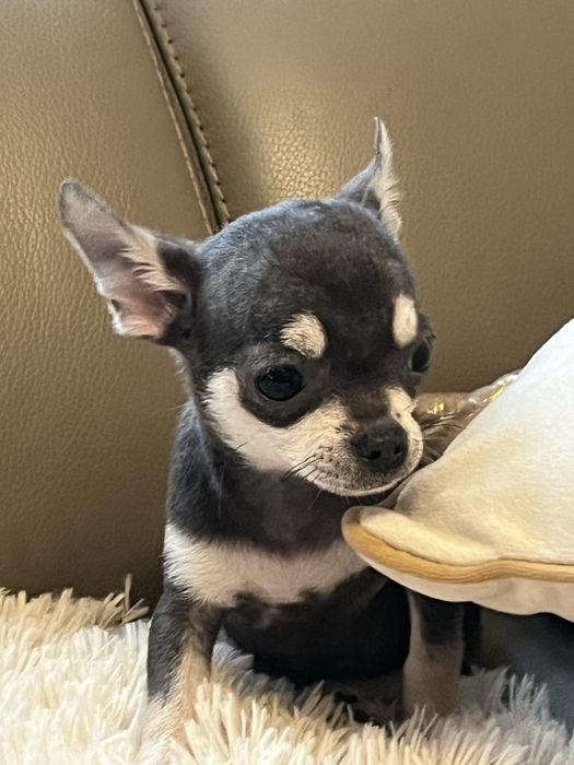 Cudowny piesek chihuahua niebiesko podpalany do odbioru
