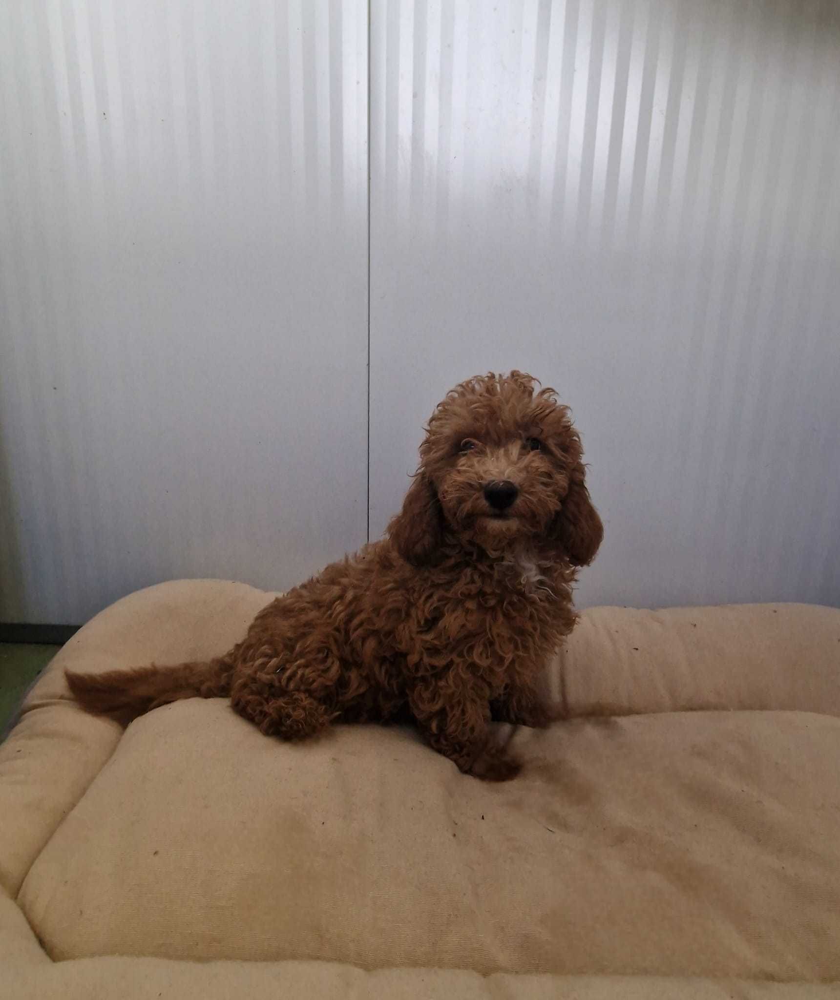 Caniche Toy Vermelho