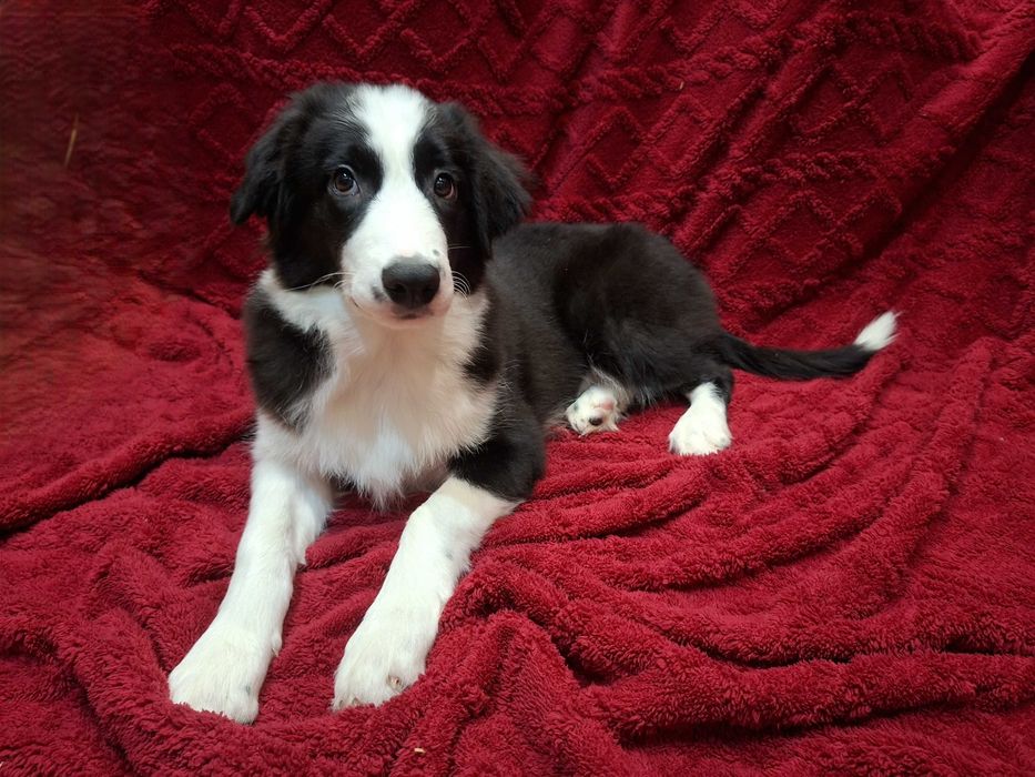 Border Collie szczeniak piesek:-) piękny