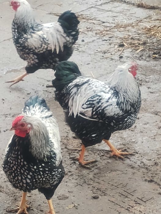 Kogut  z kwietnia.2025.