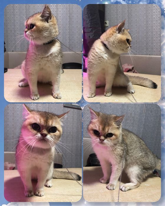 Британская шиншилла BRI ny11 Девочка ТОРГ!