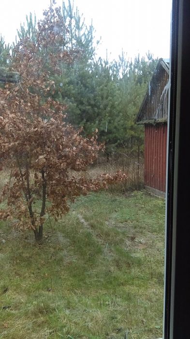 будинок земельною ділянкою в лісі