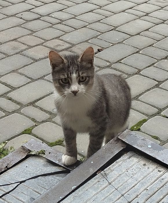 Безкоштовно котик