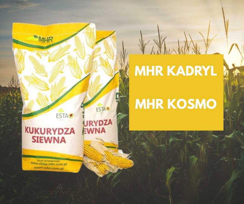 Kukurydza nasiona MHR Kadryl Kosmo