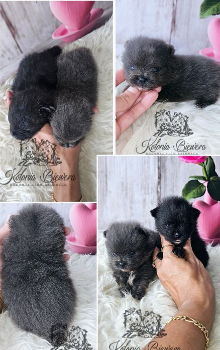 Pomeranian Blue & white malutkich rozmiarów dla Konsenera PASZPORT!