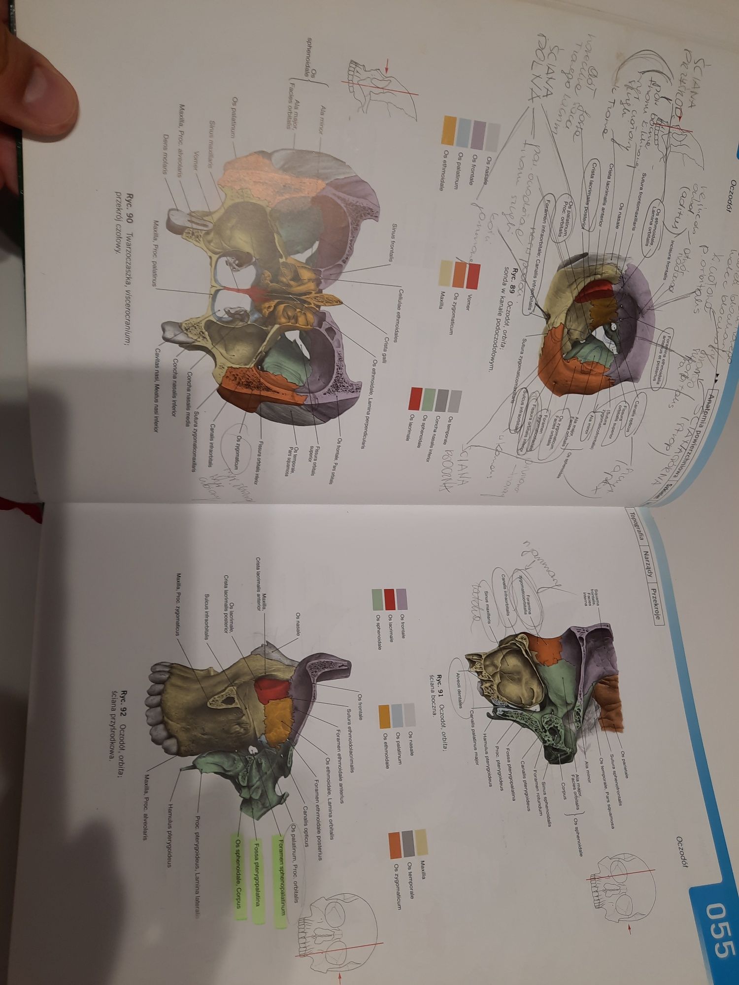 Sobotta, Atlas anatomii człowieka tom 1 + tabele