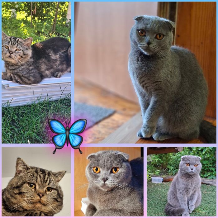 Кошенята Шотландські, котики, коти висловухі, породисті кошенята.