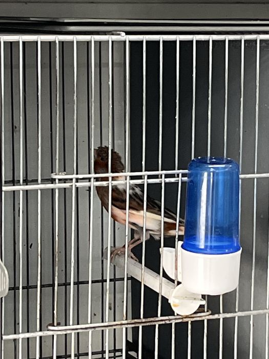 Arlequim portugues 2024