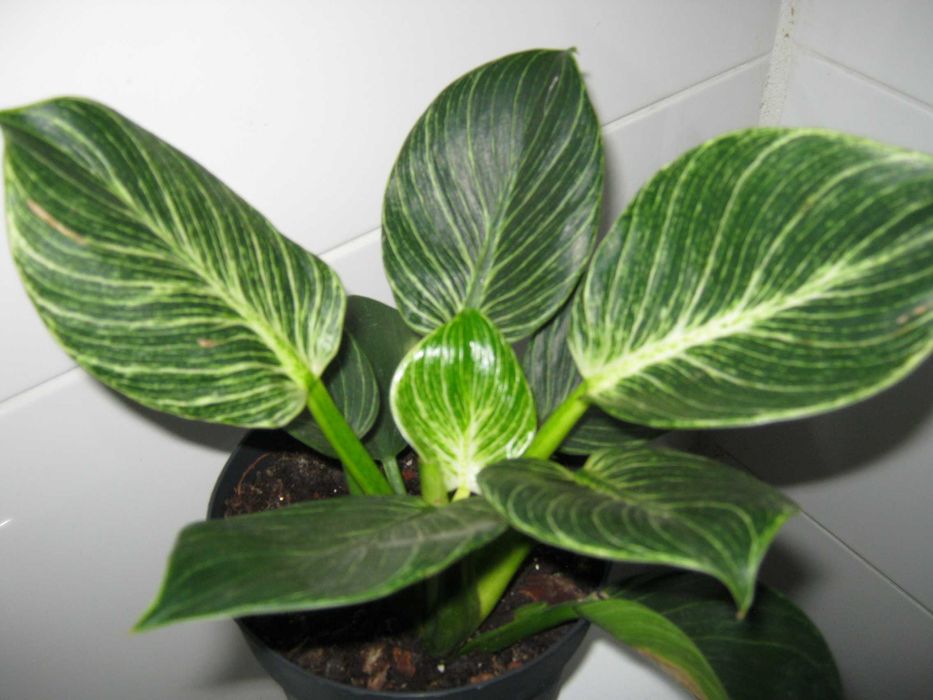 филодендрон разные сорта домашние деленки от 50грн