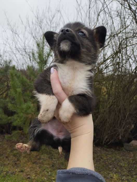 Віддам цуценят у добрі руки