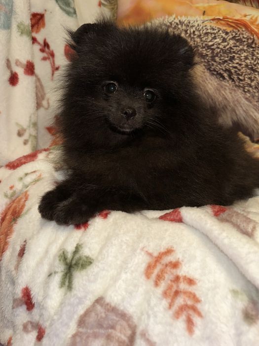 Szpic Miniaturowy Pomeranian Czarna sunia