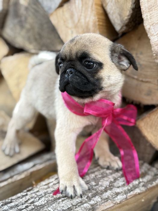 Мопси - цуценята.  Договірна ціна