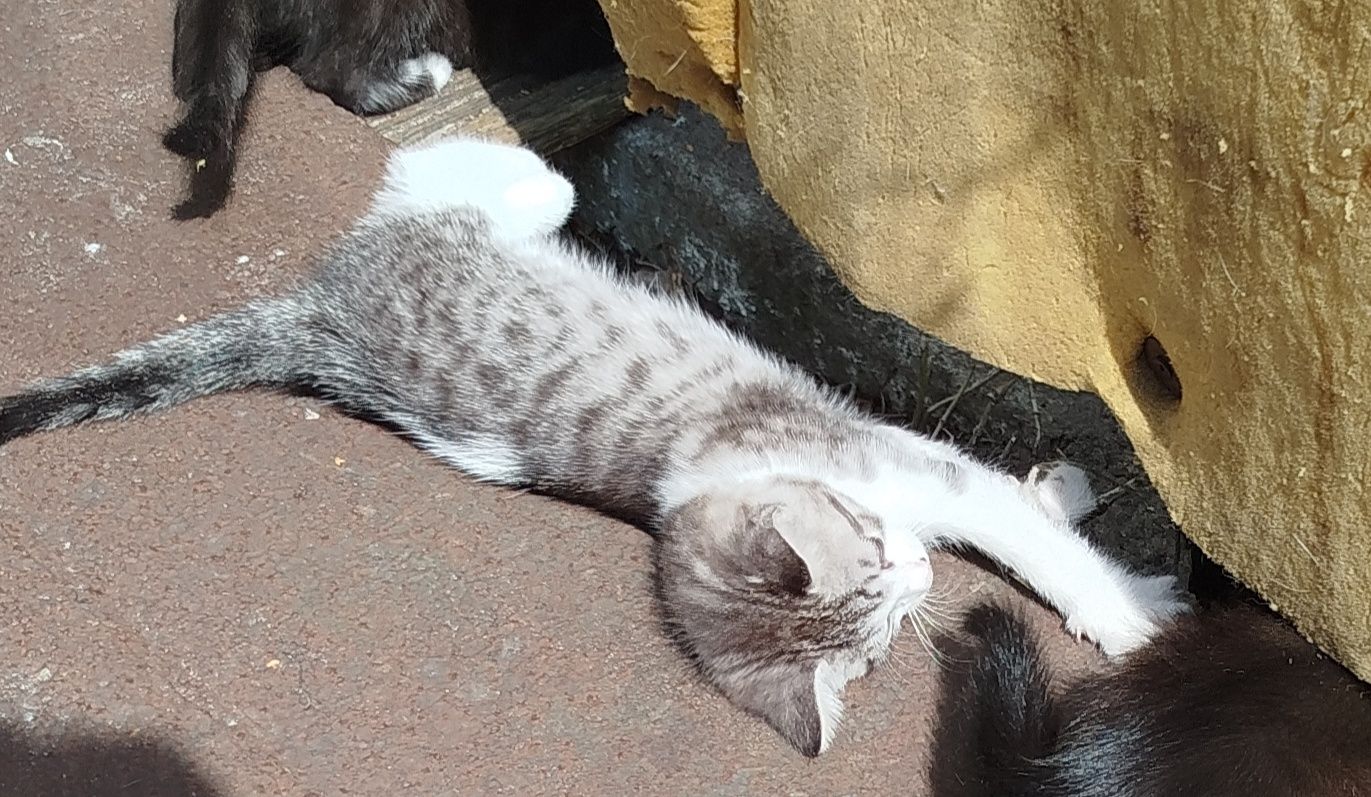 Kotki szukają domu