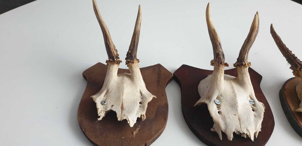 Starocie z Gdyni - Myślistwo - poroże koziołka zestaw 3szt.