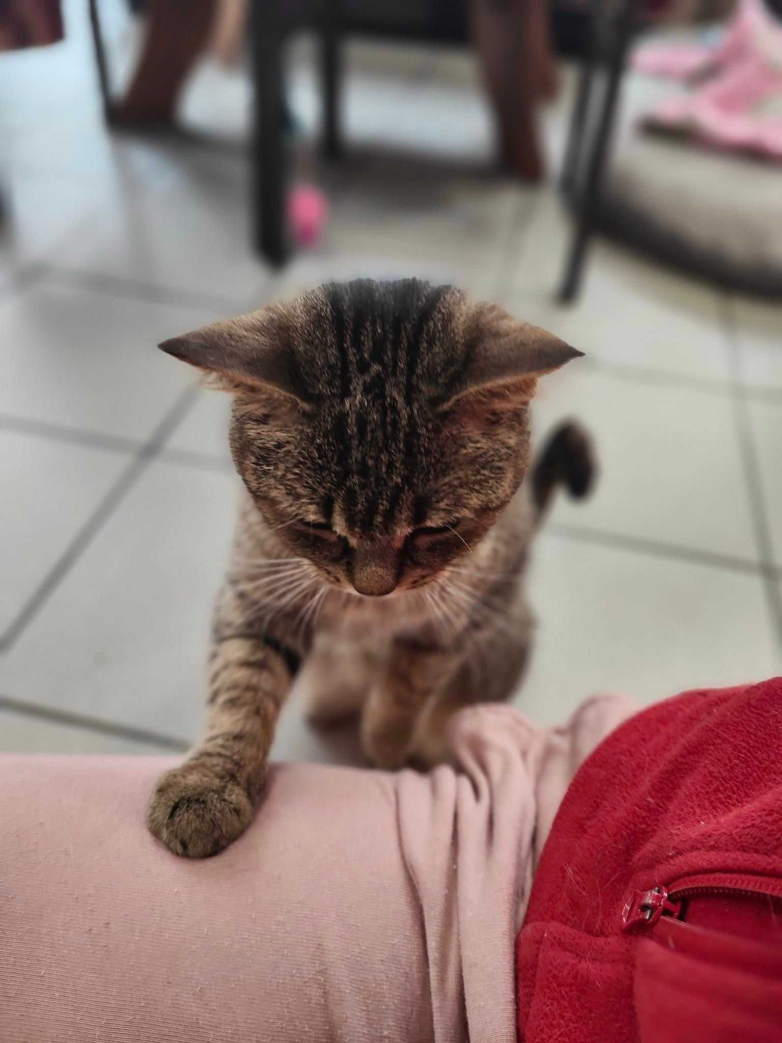 Liza kotka 4 lata do adopcji, jedynaczka beżowo brązowe futerko słodka