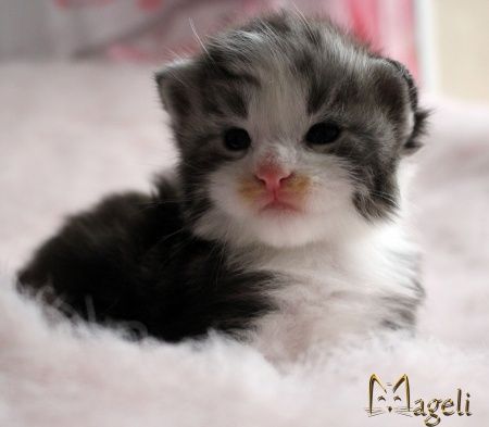 Cudowny kocurek Maine coon