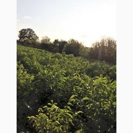 Саджанці сортових горіхів "Ідеал", "Кочерженко" та фундука.