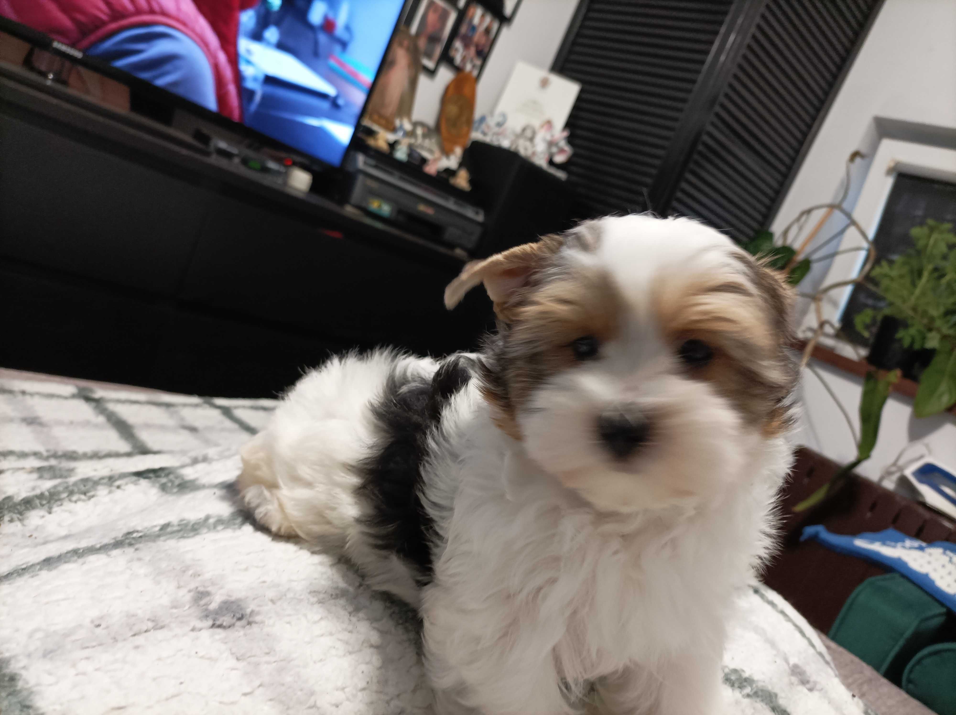York terrier biewer