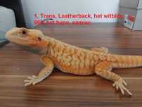Agama brodata Orange/Red het witblits/trans/hypo/leatherback