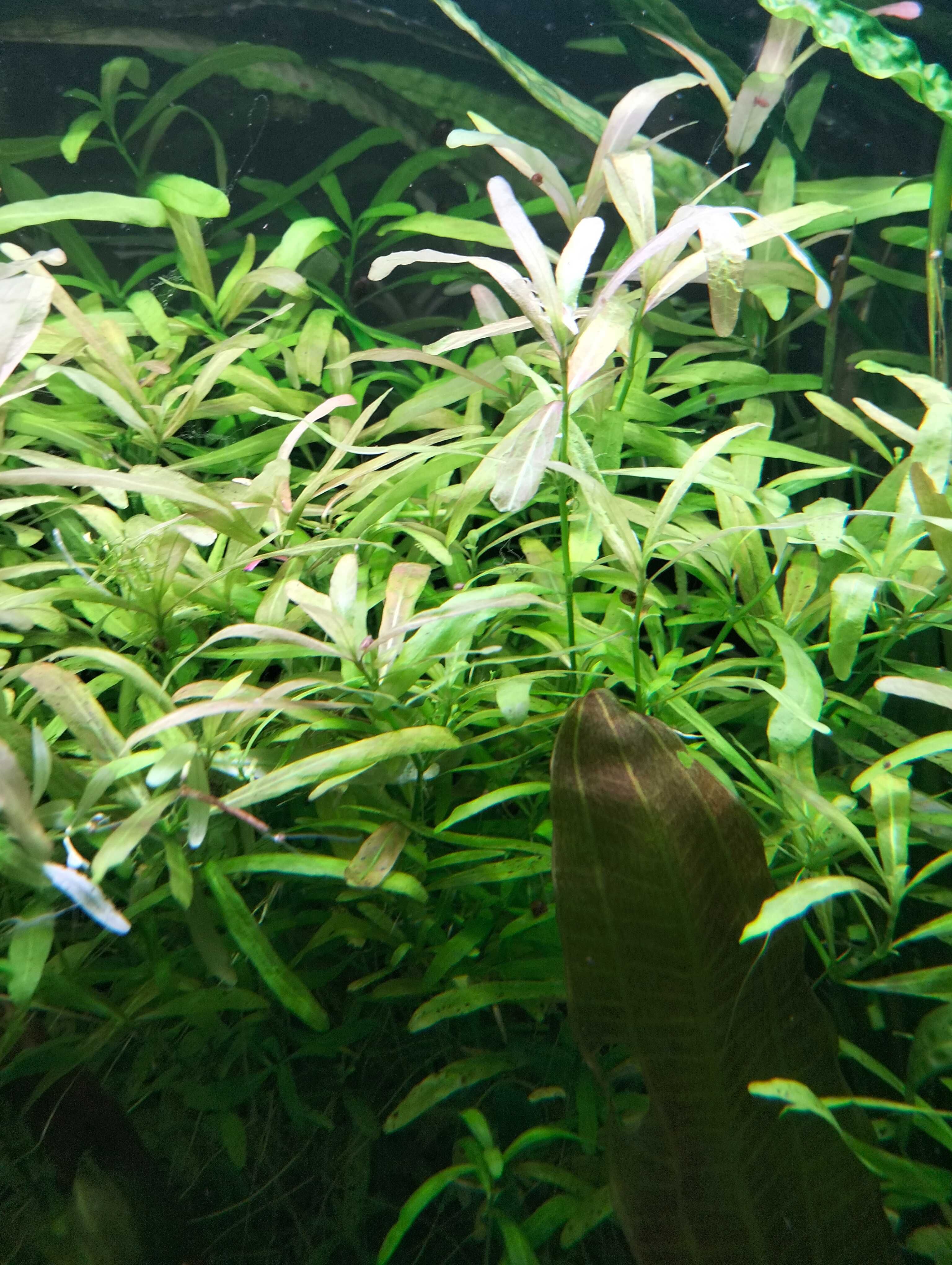 Hygrophila polysperma