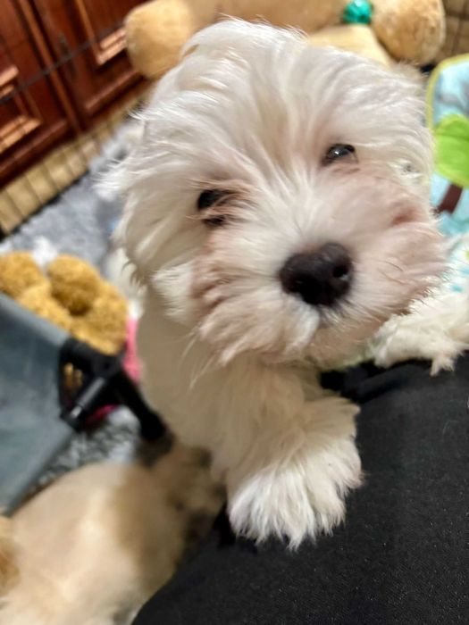 JOWISZ- Hawańczyk z rodowodem ZKwP radosny szczeniak z domowej hodowli