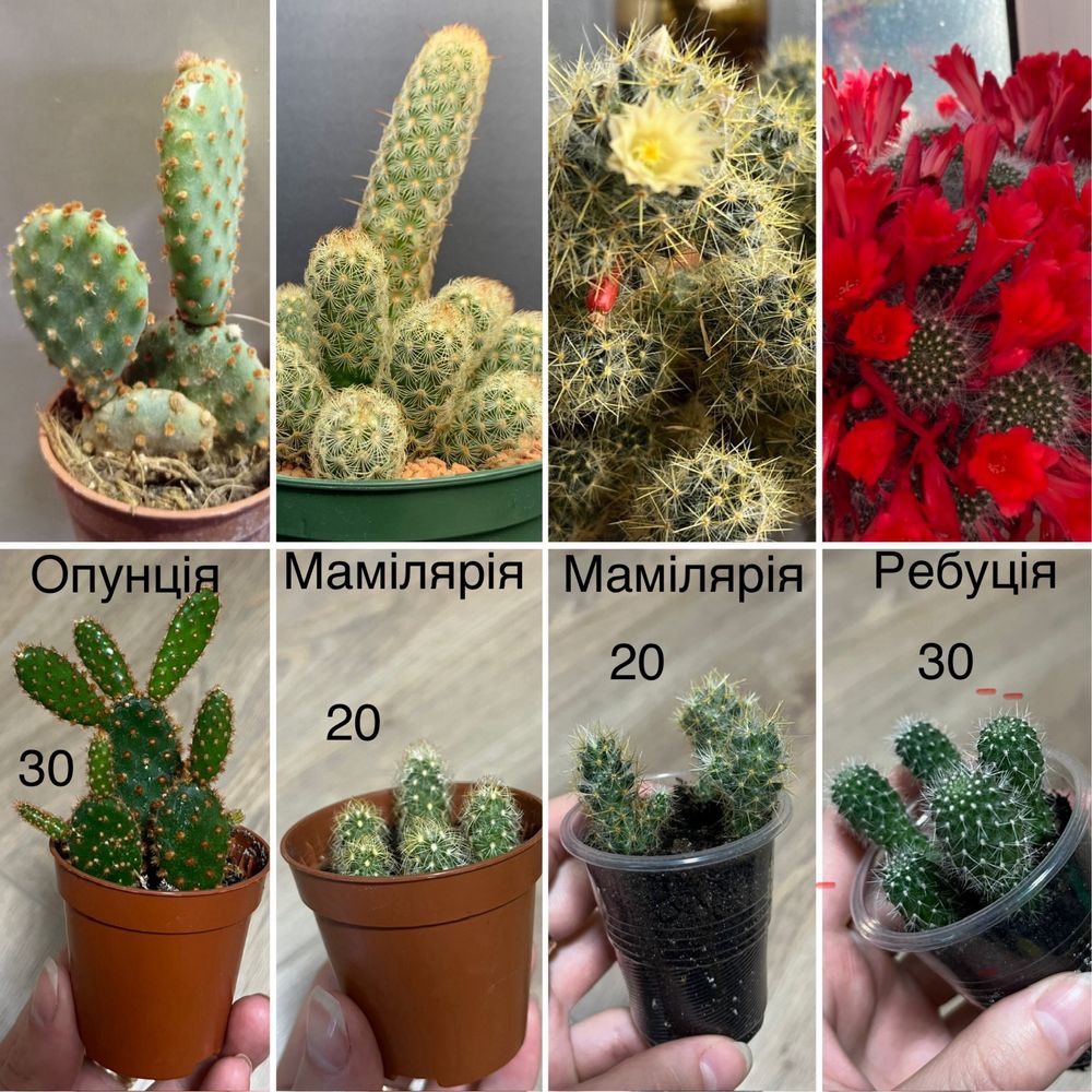 Вазони кактус, фікус, фіалка, хойя, муншайн, блек драгон, різдвяник