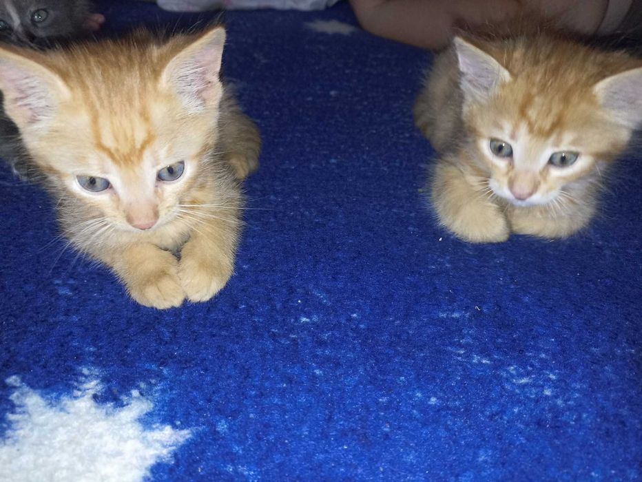 Віддам  в добрі руки кошенят!