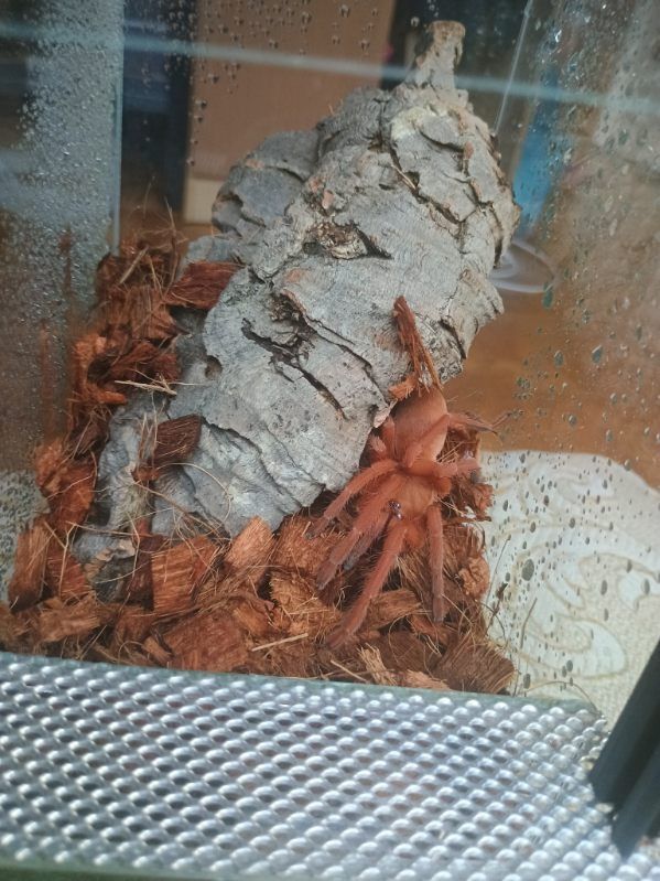 Orphnaecus philippinus dorosła samica ponad 4 DC