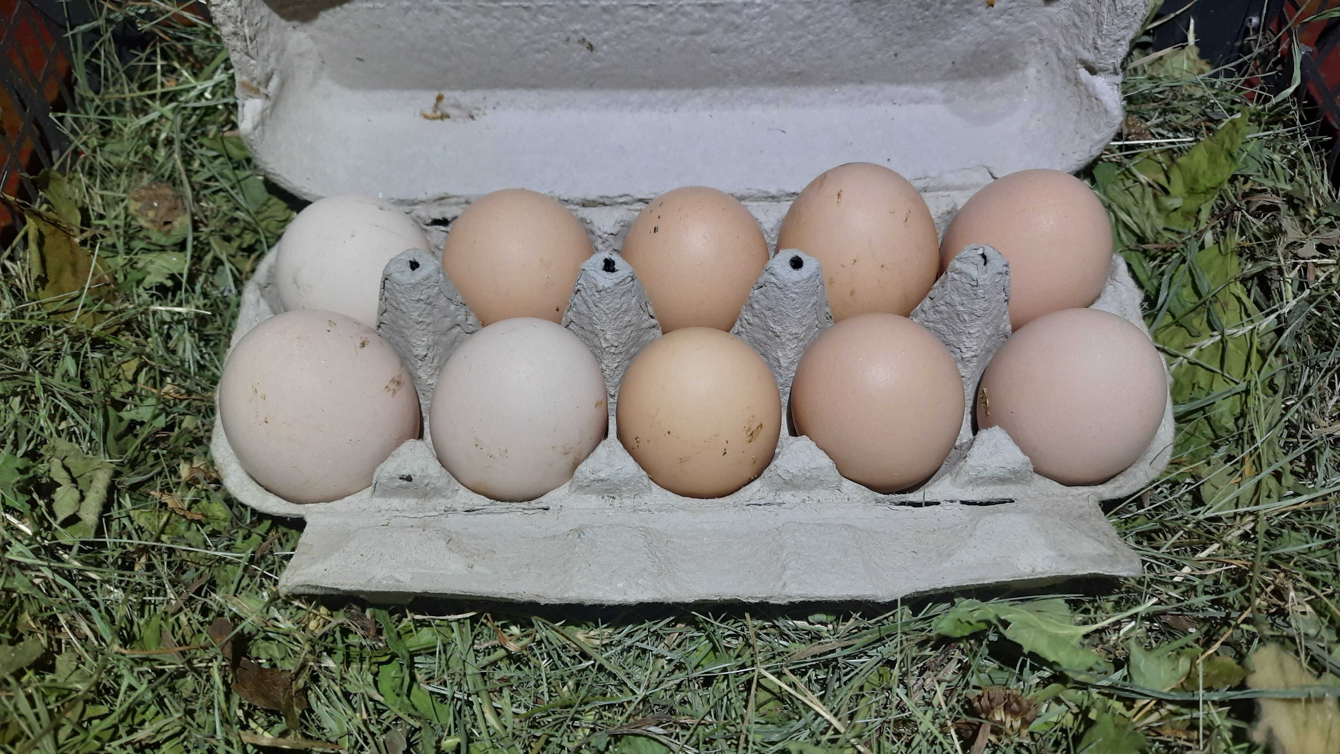 Яйця курячі для інкубатора.Порода Домінант та Ломан Браун.