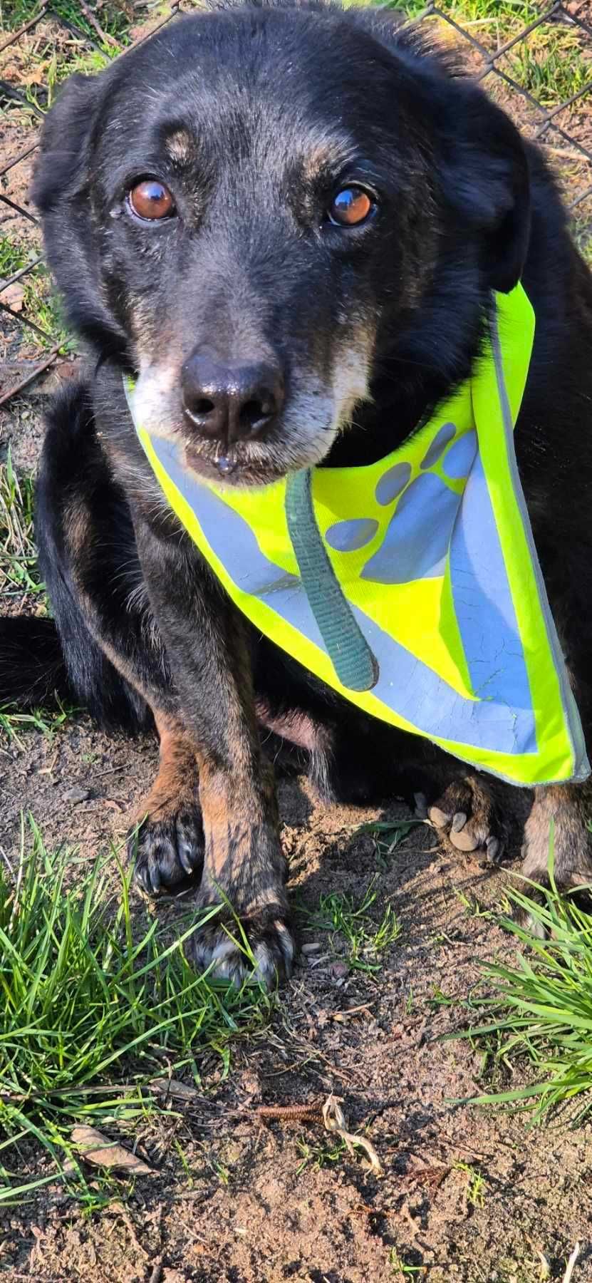 Piesek około 7 lat
