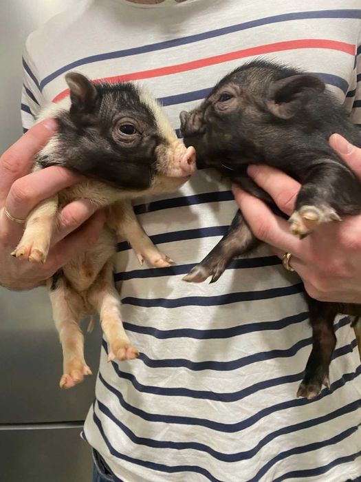 Mini pig black, карликовые поросята, свинки Бергштрессер книрт