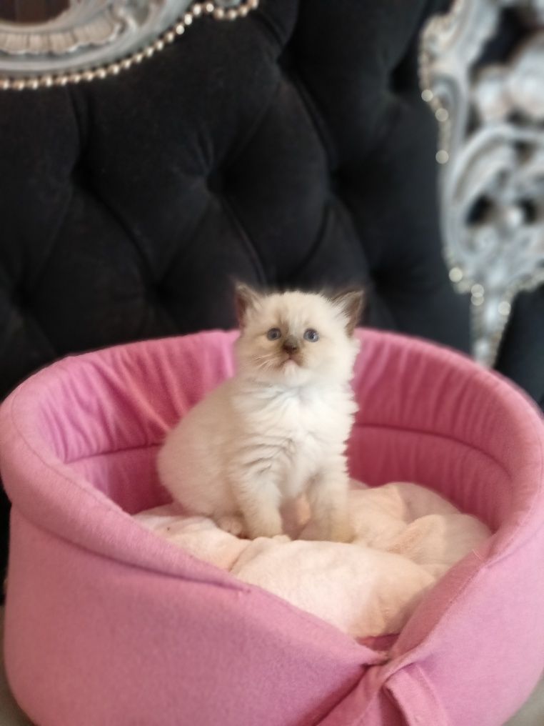 Słodkie Puchate Ragdoll Mitted