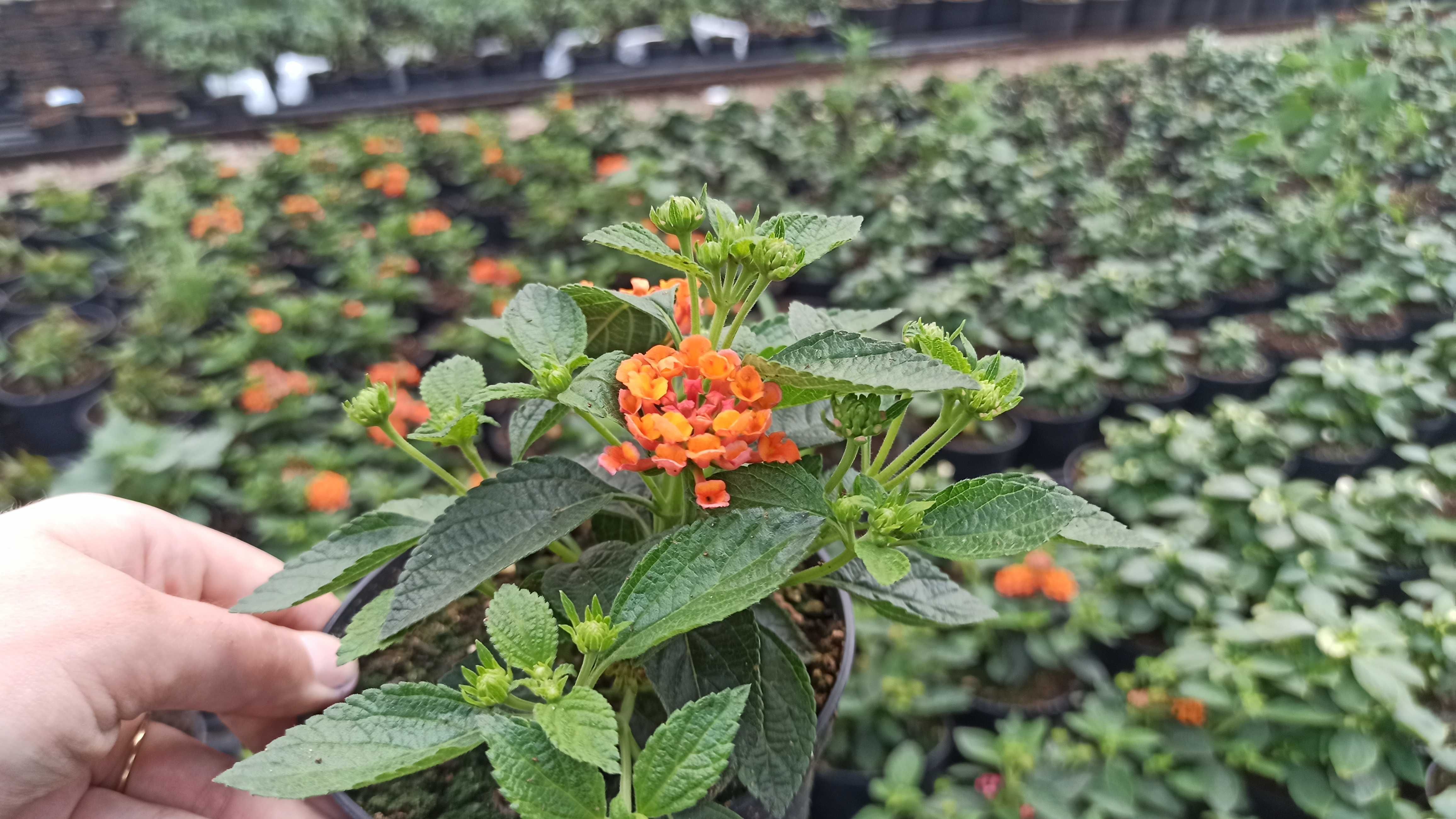 lantana zurawki dalie i byliny