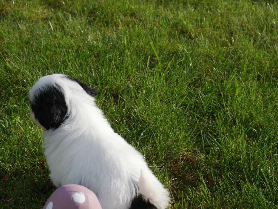 SHIH TZU - mini piesek II