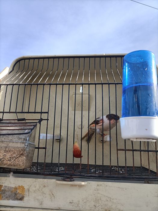 Canários várias raças