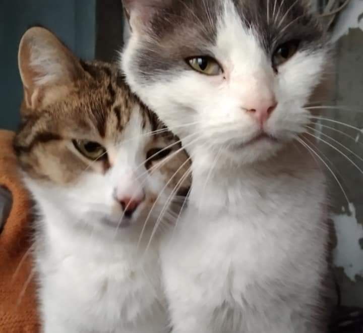 Котики шукають дім