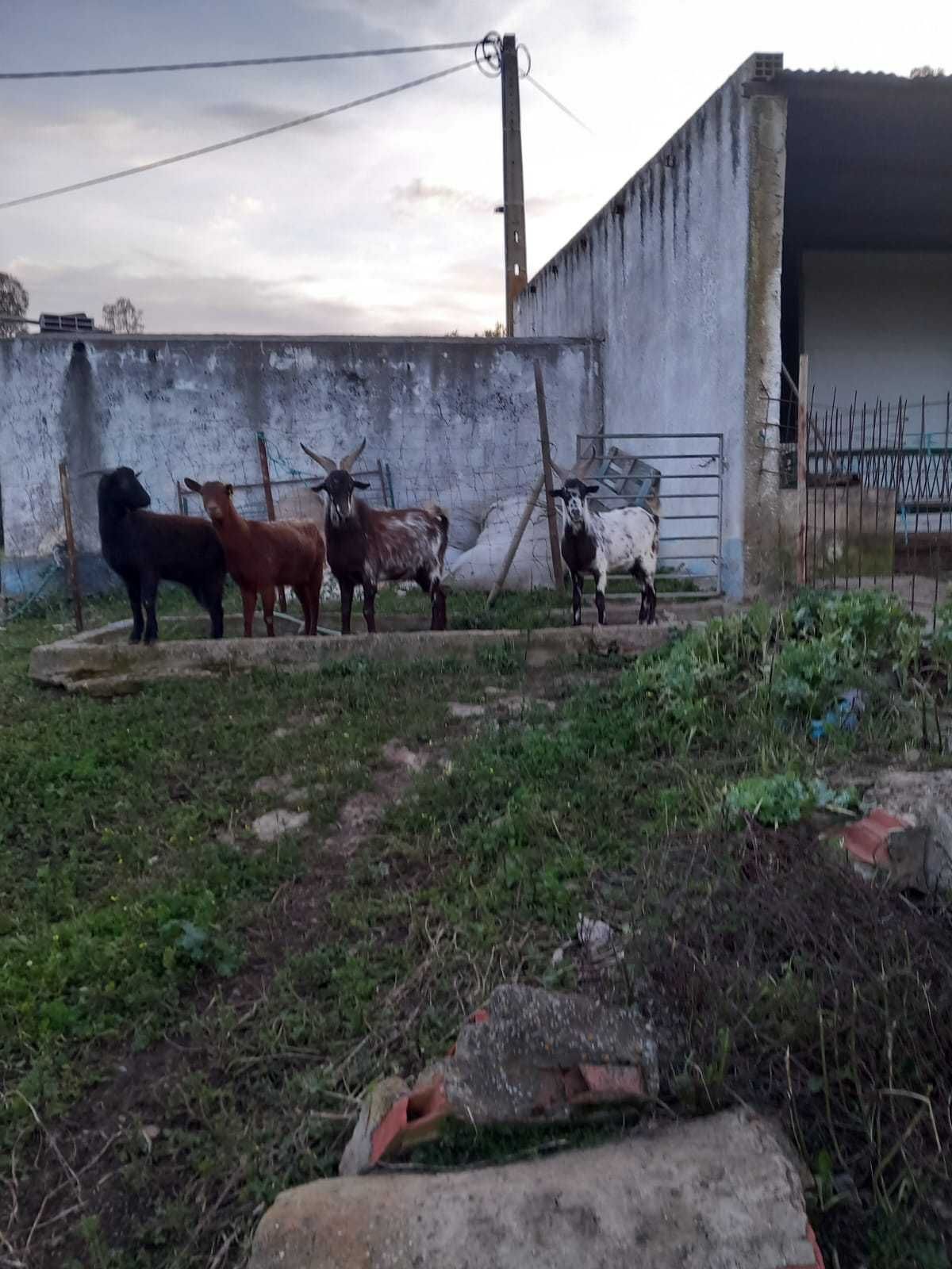 Cabras Algarvias