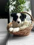 Border Collie suczka