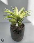 Сансевиерия Gabriela White variegated  сансевіера  санса
