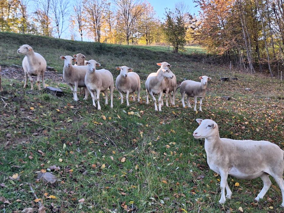 Nolan Owce jagnięta. nolana nolan