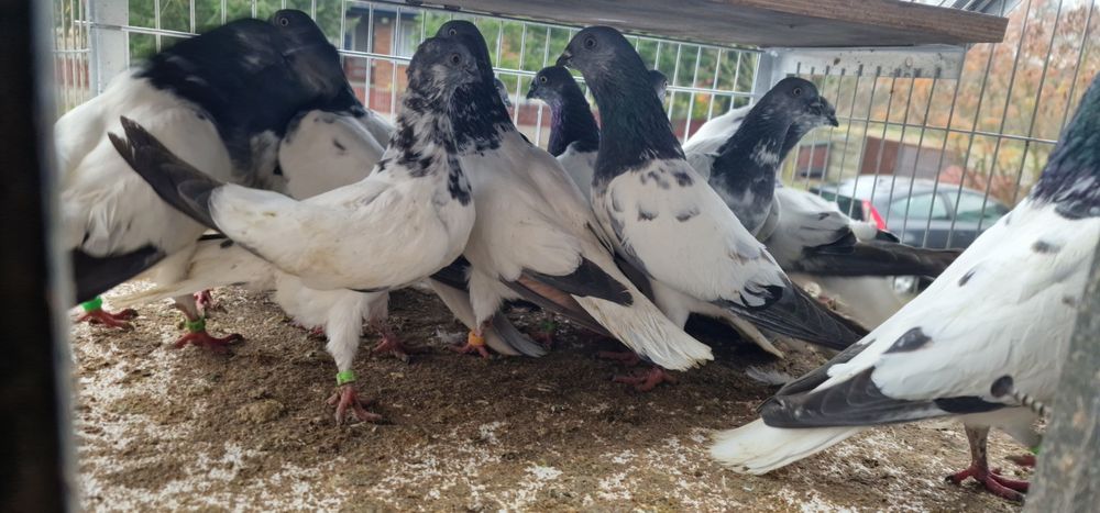 Budapeszty końcate gołębie budapeszt samiec samica