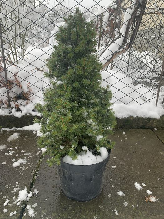 Ялинка коніка 40,50,60 см