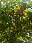 Vendo uvas de vinha velha