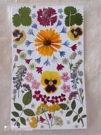 Набор Сухоцветов, 50 деталей, для творчества, изготовления укра