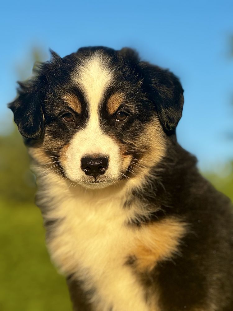 Amerykański owczarek miniaturowy- MAS - Mini Aussie- piesek FCI