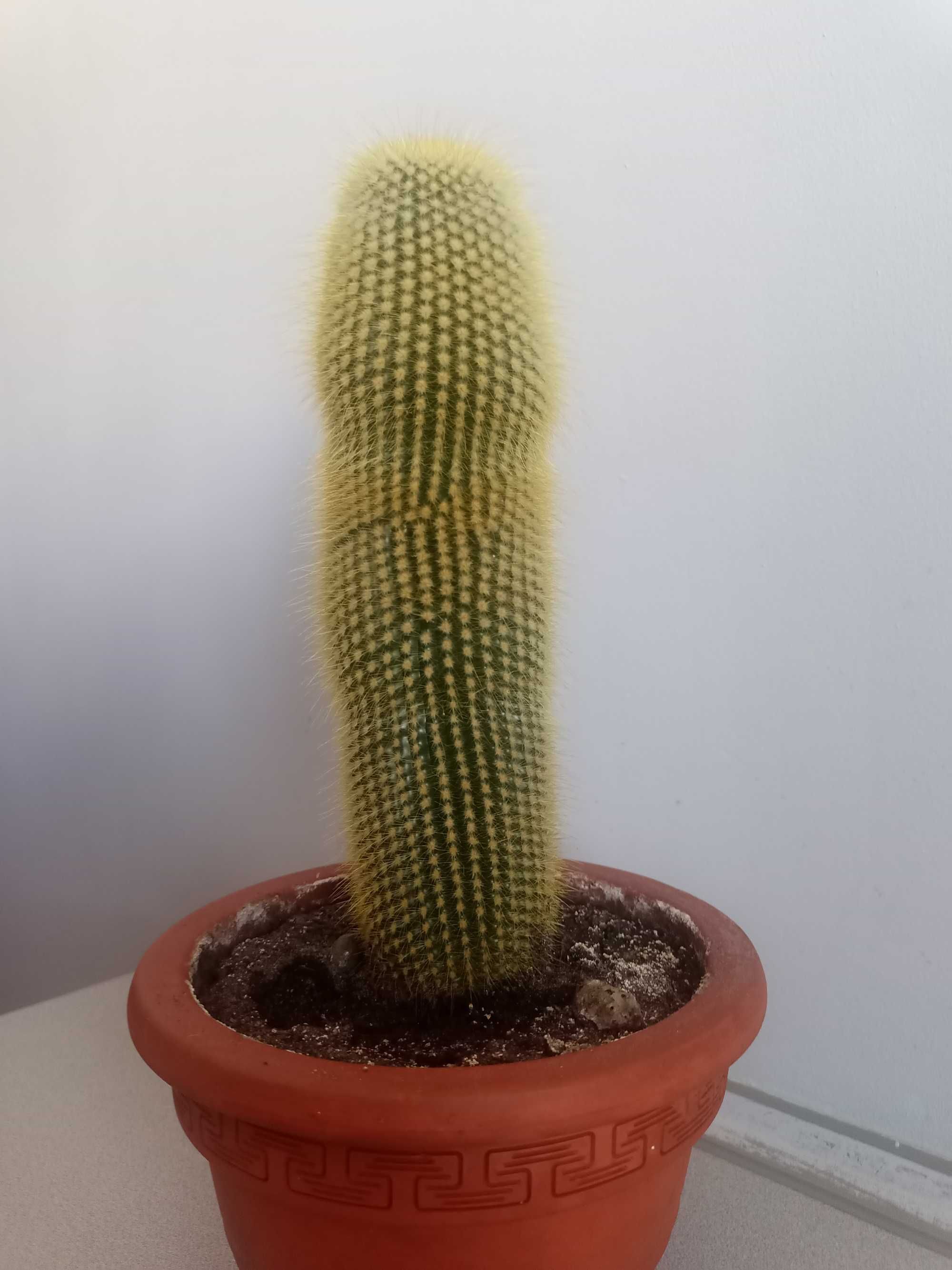 Kaktus Haageocereus chosicensis