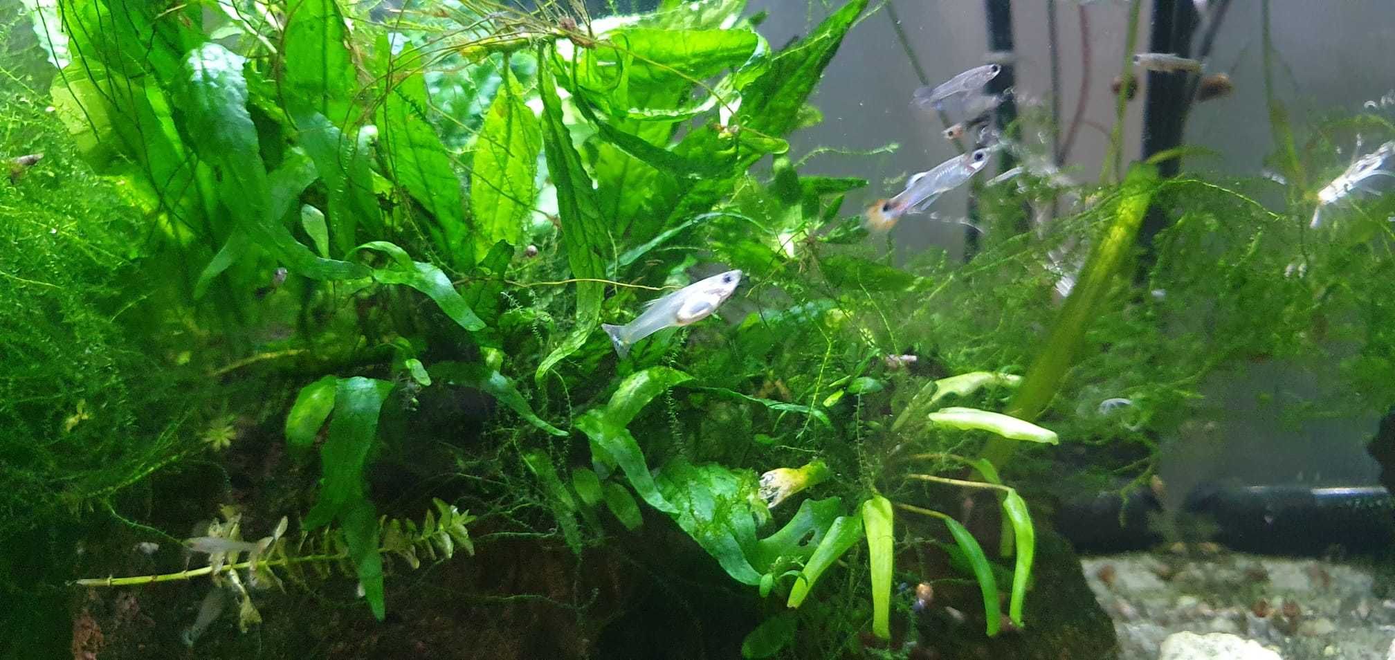 Guppys juvenis raçados de endler