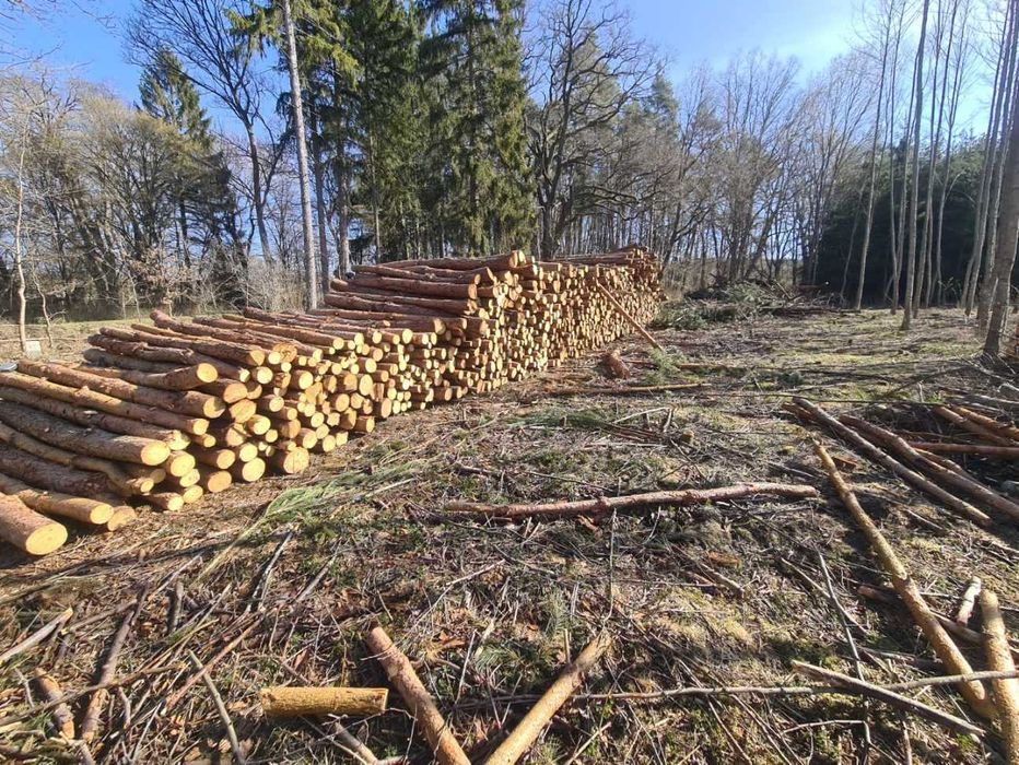 Olcha sosna opał s2a 2,5m drewno drzewo na opał papierówka cena za m3