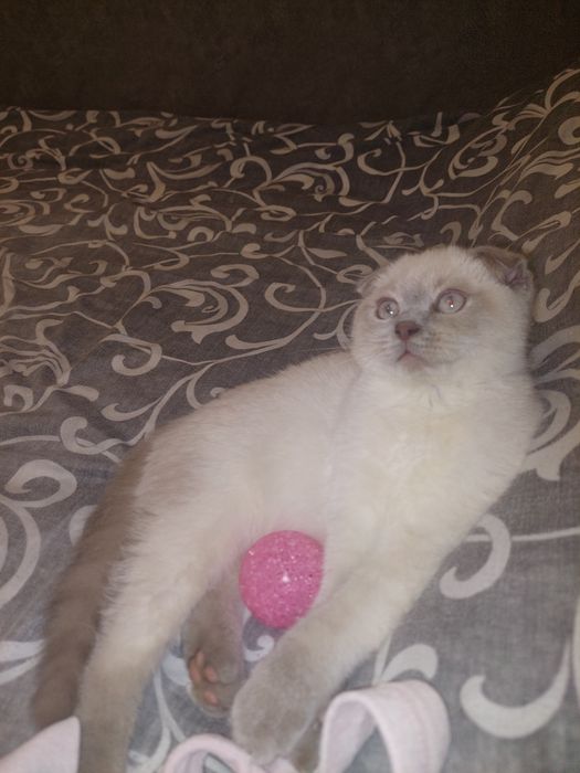 Скоттиш фолд Девочка чистокровная!