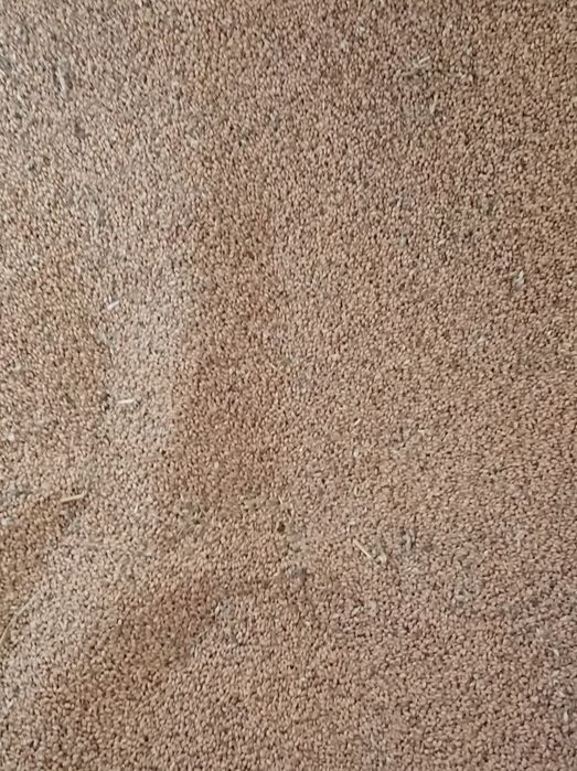 Pszenica czyszczona Petras, Wilejka, Mewa